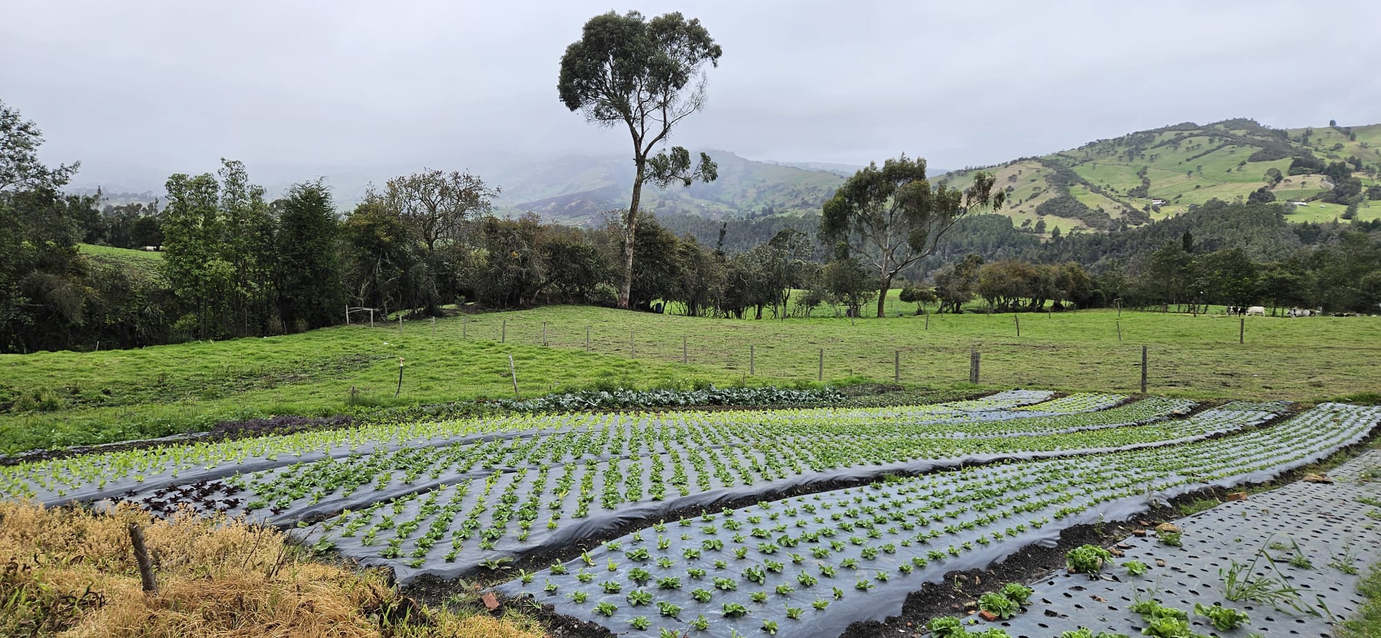 Vegetables in a diversified farm in Cundinamarca