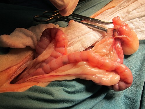 Closed cervix associated with more severe pyometra Externwebben