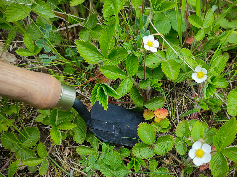 A wild strawberry plant and a trovel. Photo.