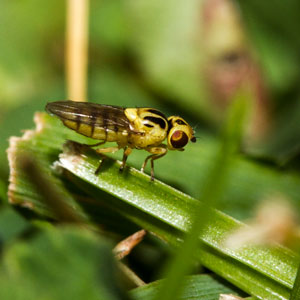 A fly on a green leaf. Photo.