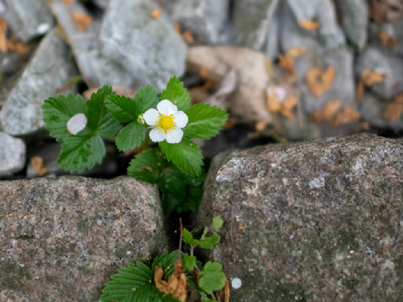 Wild strawberries in a stony environment. Photo.