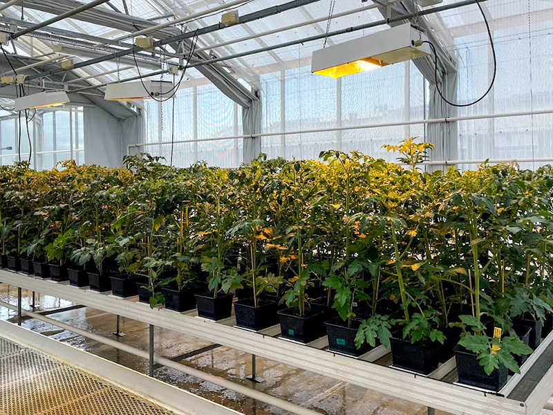 Tomato plants in rows in a greenhouse. Photo.