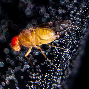 Drosophila suzukii 2024