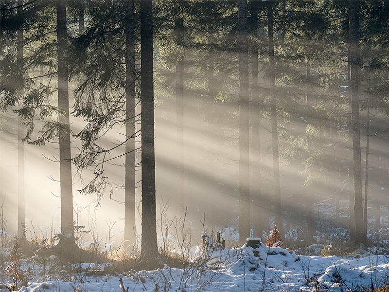 Forest with rays of light. Photo.