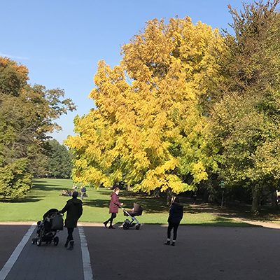 People walking in park environment with autumn colours.