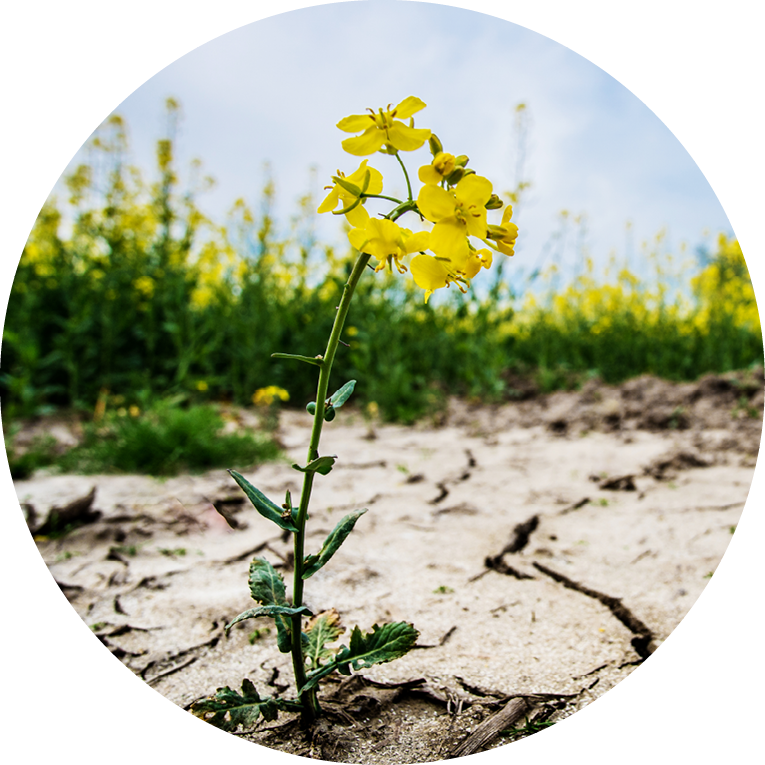 Lonely yellow rape seed in dry soil. Photo.