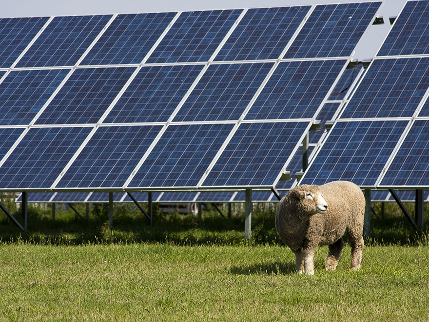 Ett får framför en solcellsanläggning. Foto.