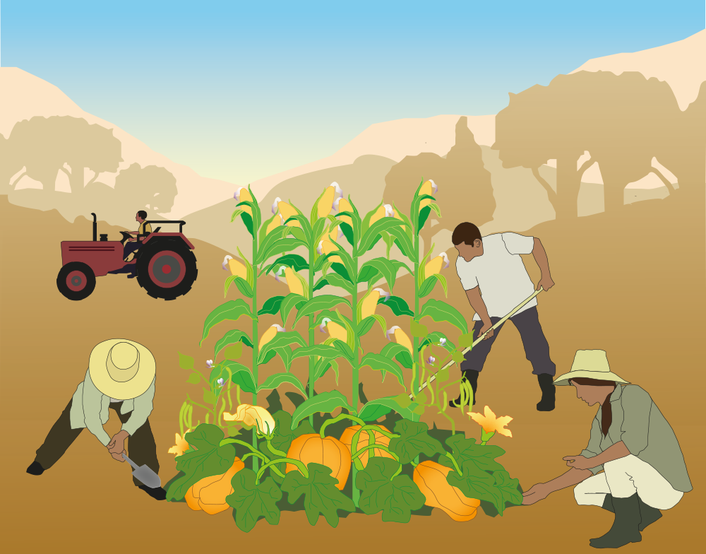 Three small scale farmers working on plant cultivations. Illustration.