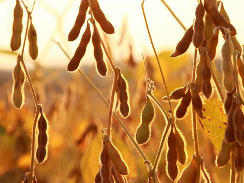 Crops in the sunset. Photo.