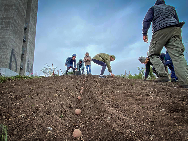 People plant potatoes in a field with a concrete structure in the background. Photo.