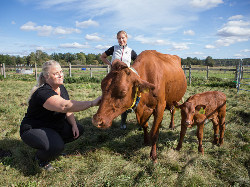 Two researchers with a cow and a calf outdoors. Photo.