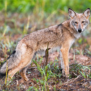 Brown and white fox on green grass. Photo.