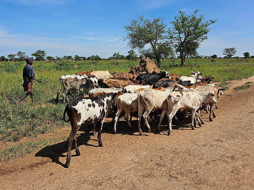 An African man walking next to his herd of cows. Photo.