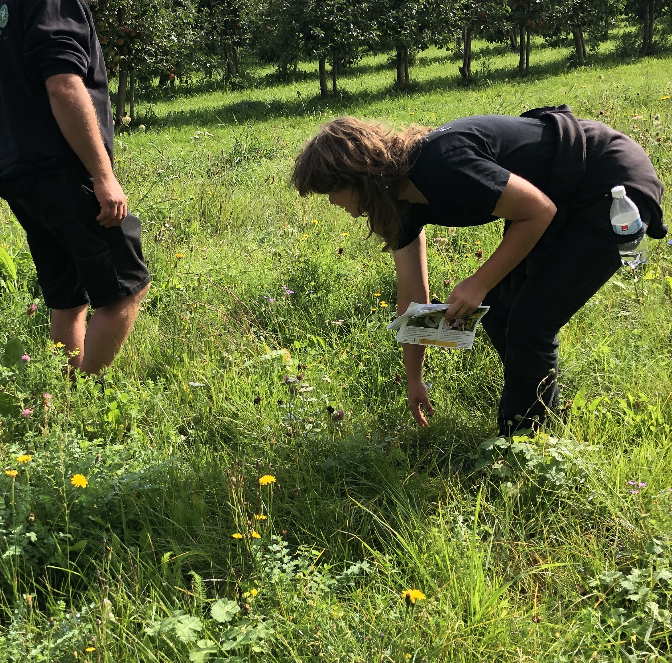 jakt på pollinatörer