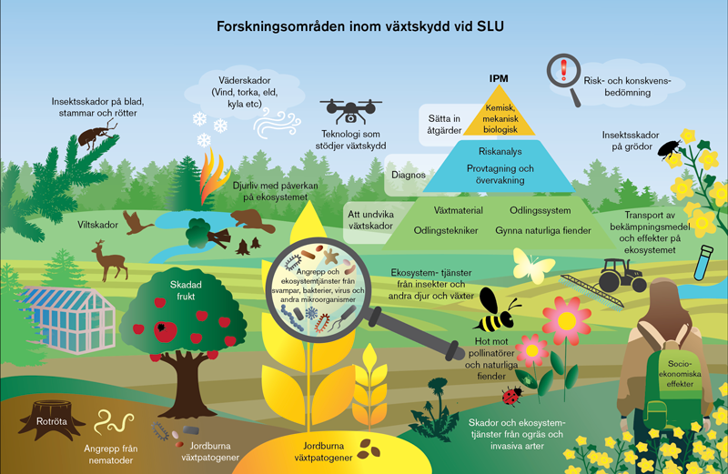 En illustration över olika forskningsområden inom växtskydd på SLU.