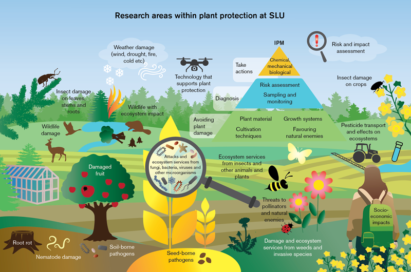 An illustration over different research areas in plant protection at SLU.