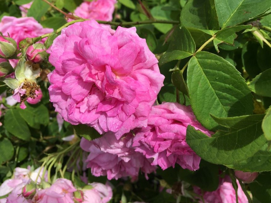 Närbild av den rosa bourbonrosen 'Blomsterhult'.