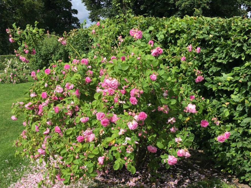 Bourbonrosen 'Blomsterhult' i full blom. Blommorna är stora och klart rosa.