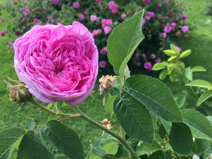 Gallica-rosen 'Gloire de France' blommar med rosa blommor.