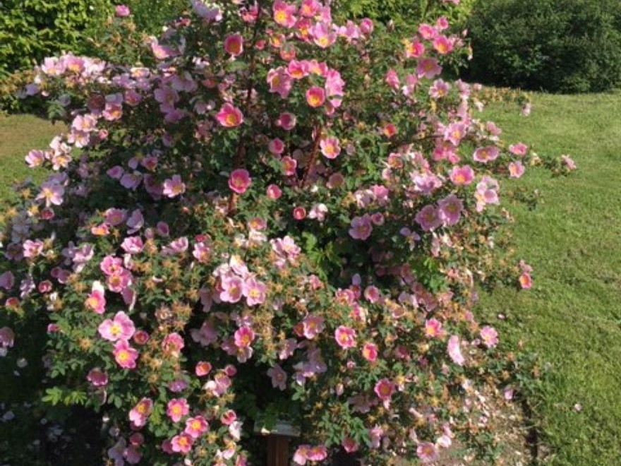 Spinosissima-rosen 'Hällestorp' blommar med små rosa blommor.