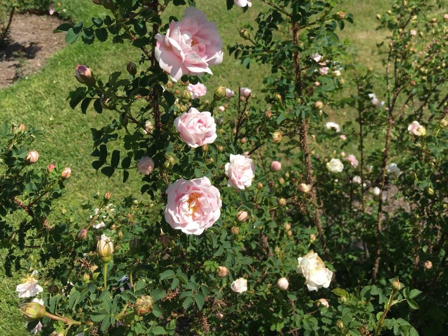 Spinosissima-rosen 'Norra Övrabäck' blommar med ljust rosa blommor. 