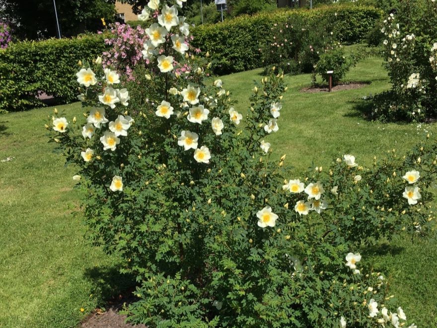 En blommande planta av spinosissima-rosen 'Verkebäck'.