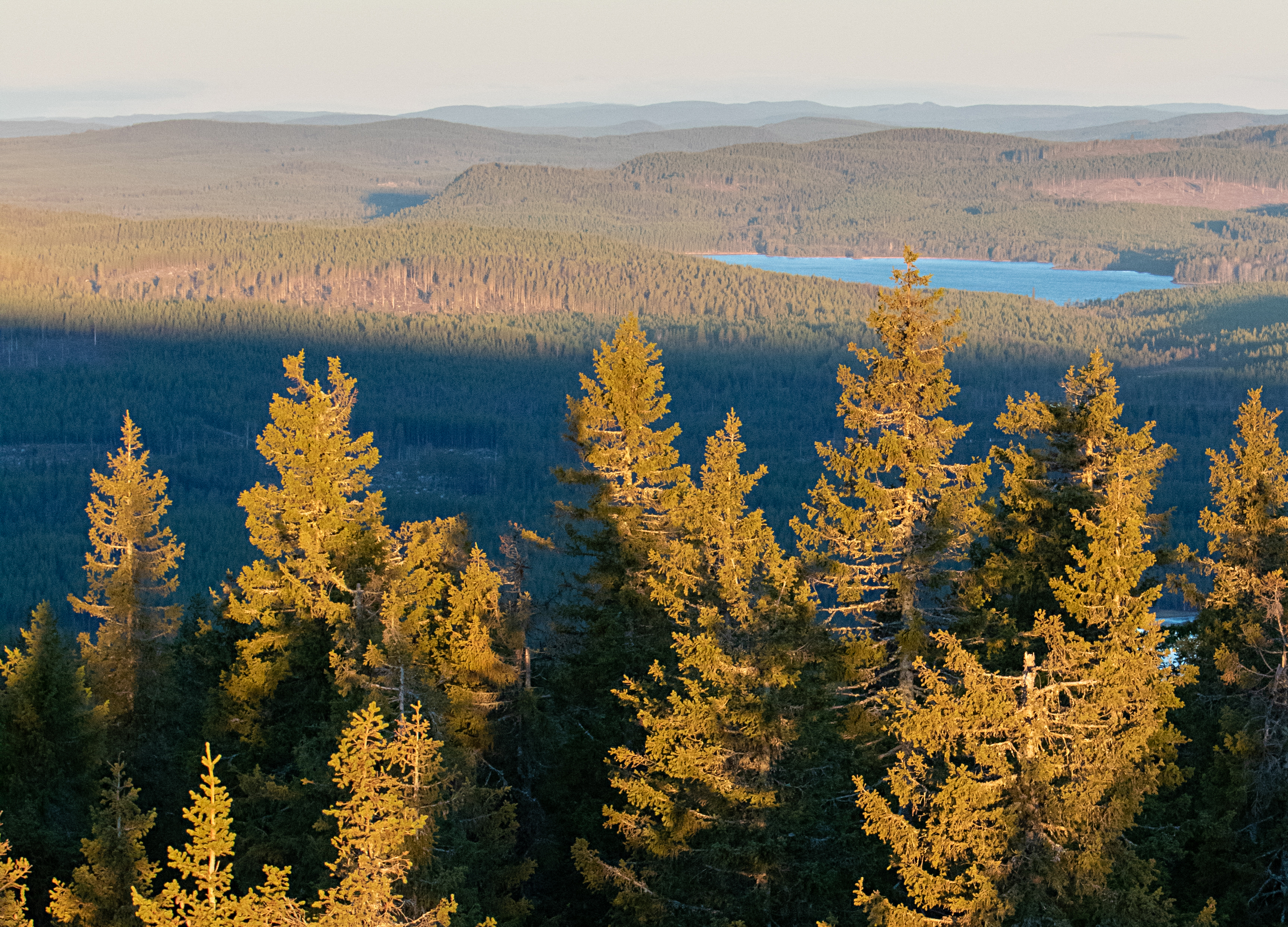 Forest Land 