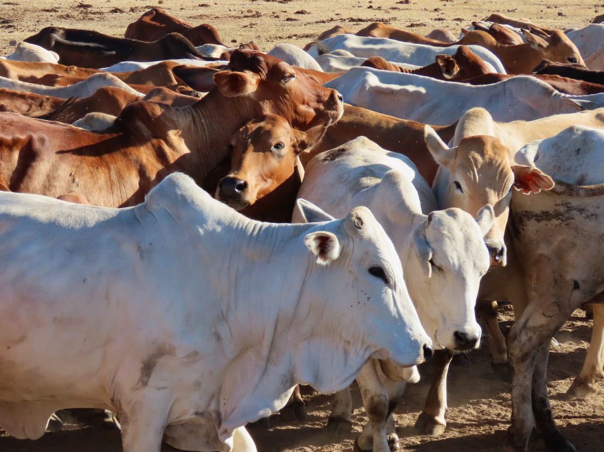 a herd of zebu cattle