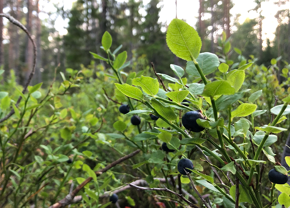 Blåbär på sitt ris