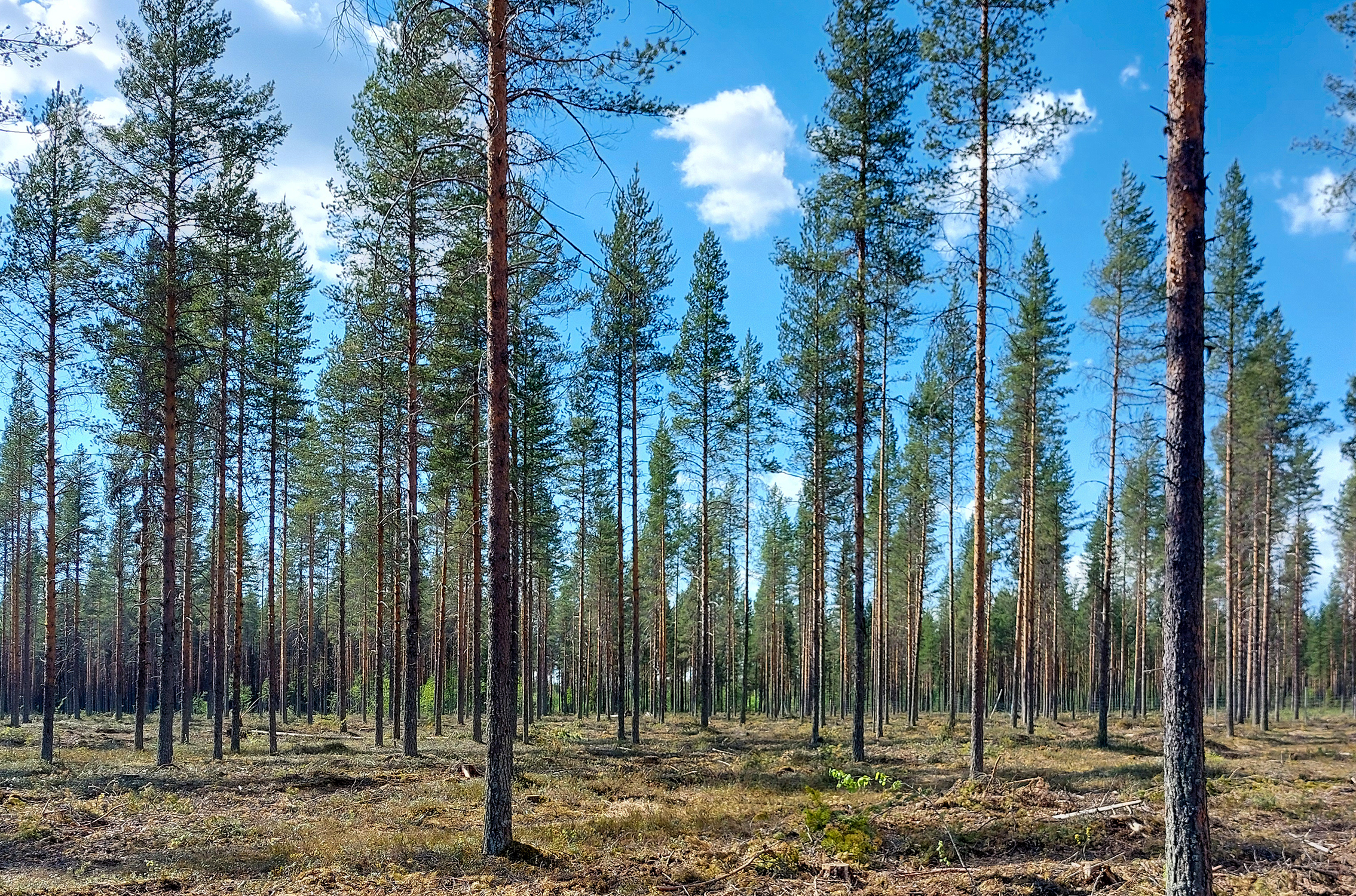 En samling frötallar i sommarljus