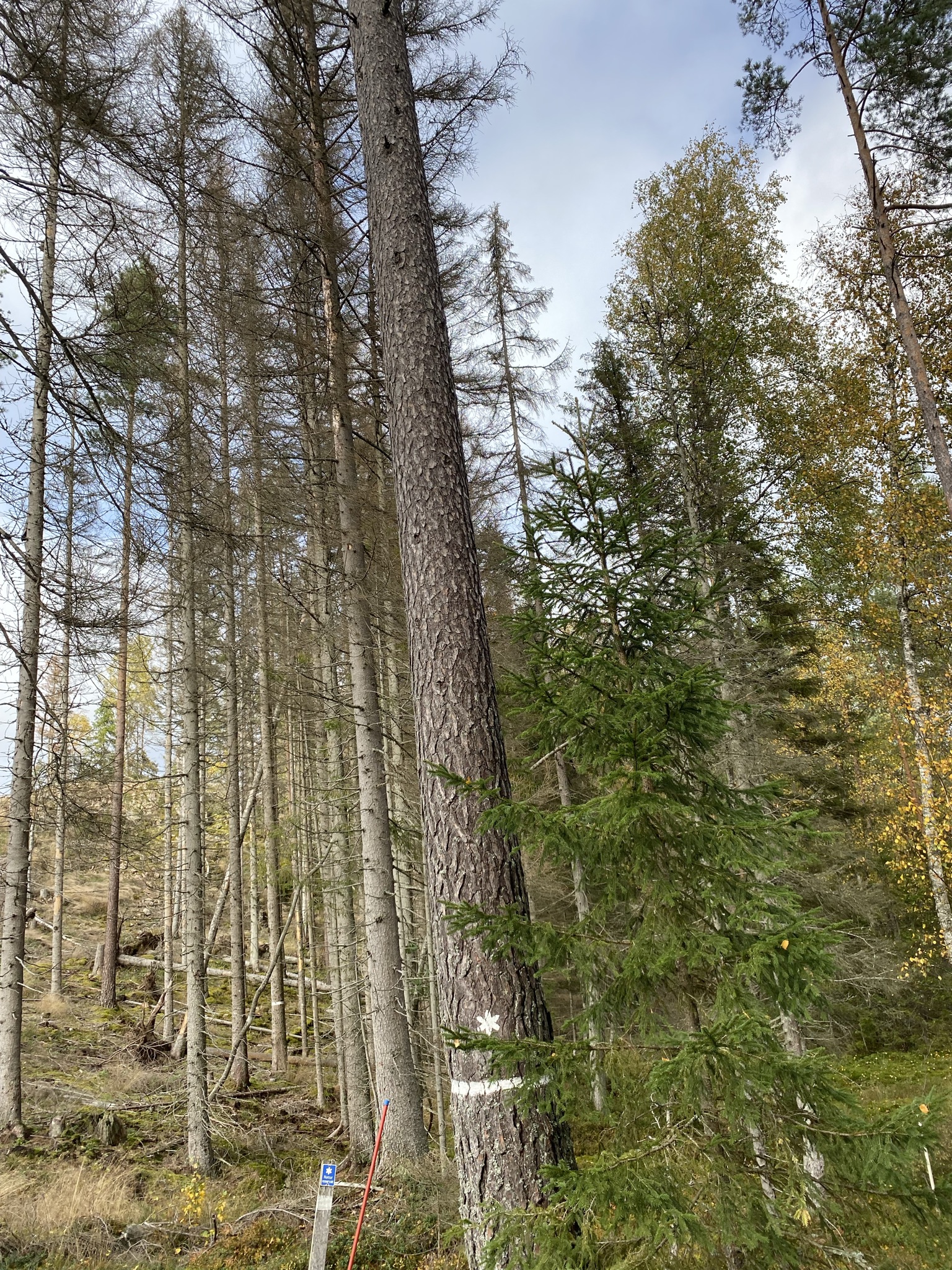 Gran i naturvårdsområde. Foto.