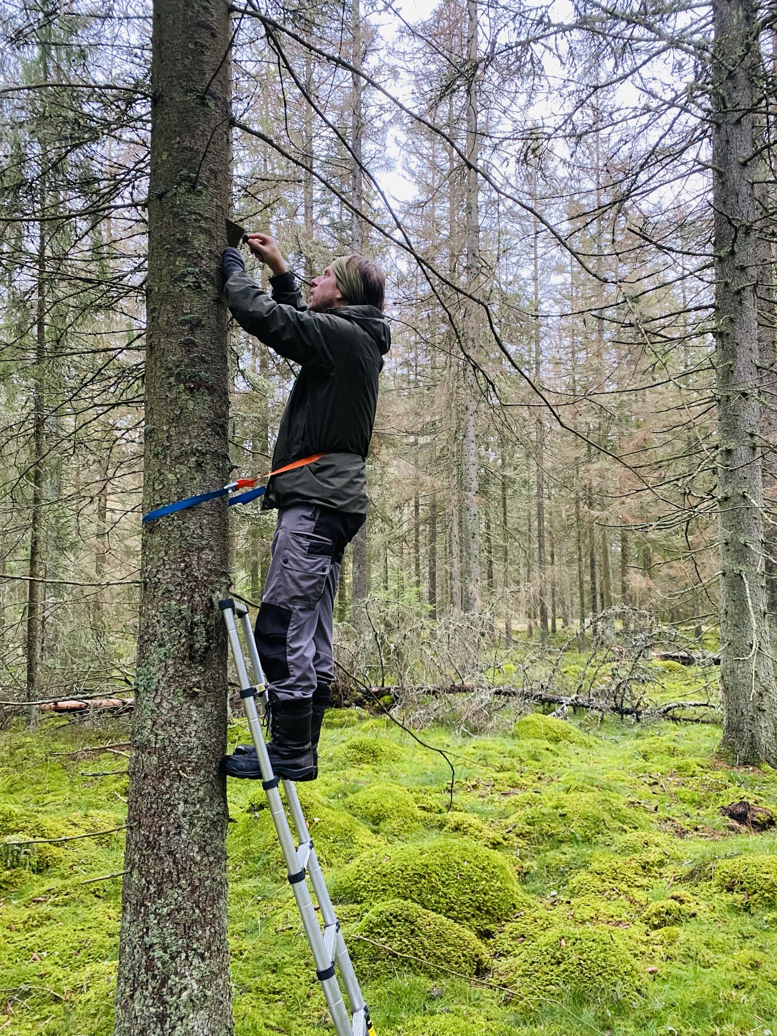 En person tar ett barkprov en bit upp på en gran. Foto. 