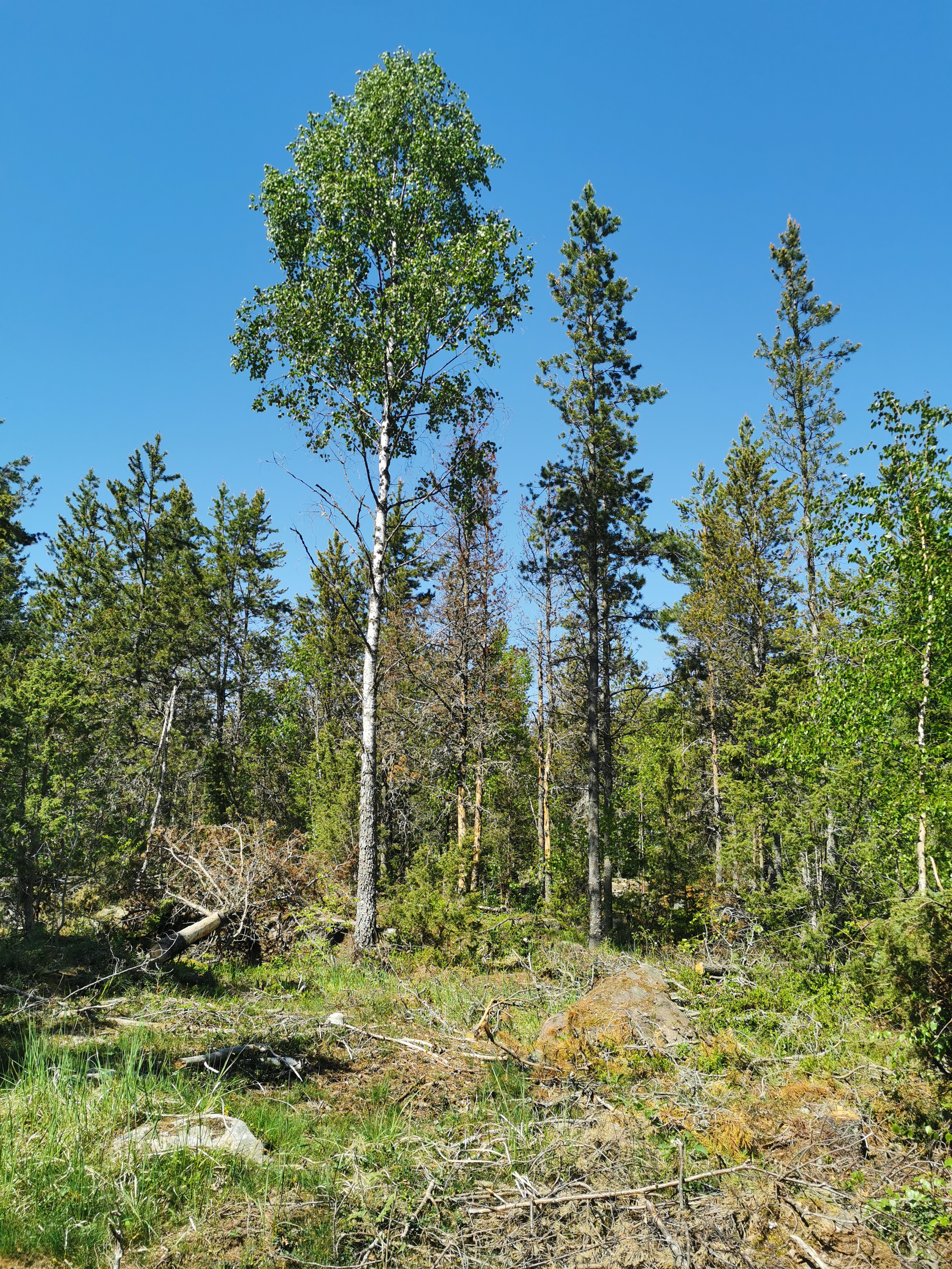 Dödade träd i det första beståndet. Foto. 