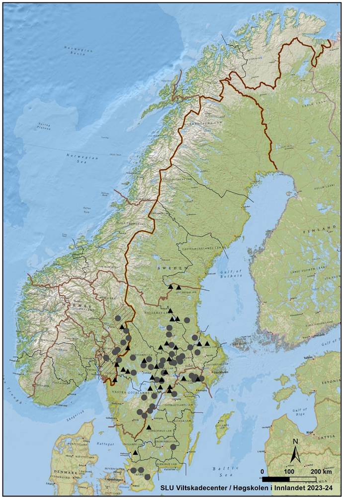 Karta med vargrevir i Skandinavien vintern 2023–2024