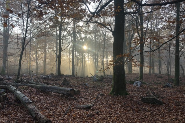 PhD student forestry symposium - Navigating the forest landscape  Externwebben