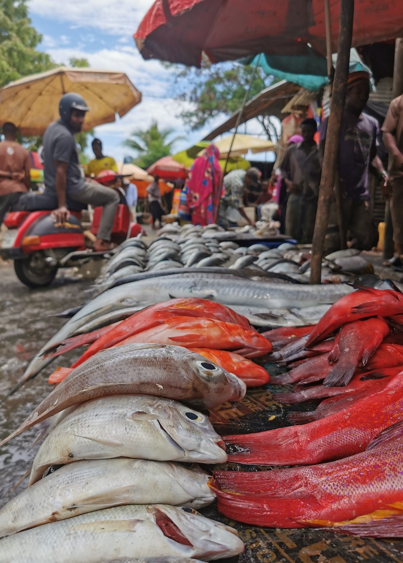 Fisk ligger uppradad på en marknad på Zanzibar