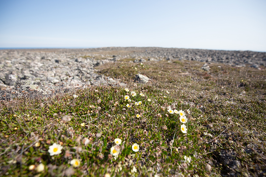 White flowers on steep hillside