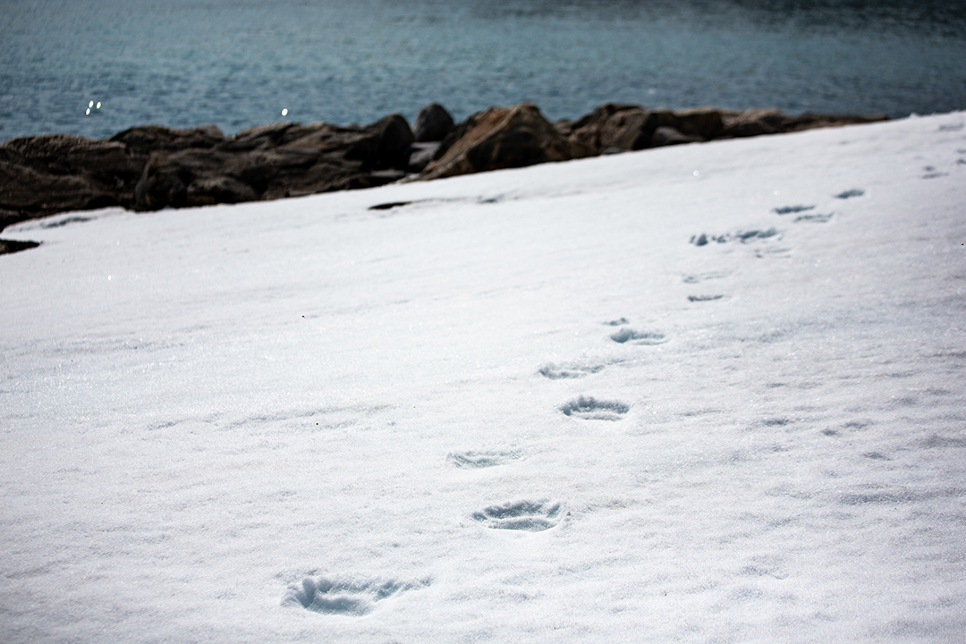 Tracks of polar bear in snow