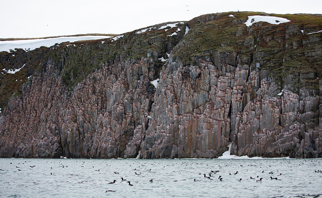 Steep cliff with sea birds