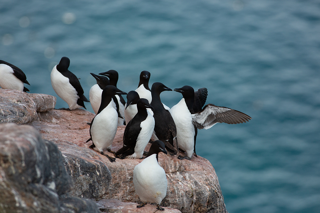 Sea birds om cliff