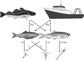 boats, fish and copepods