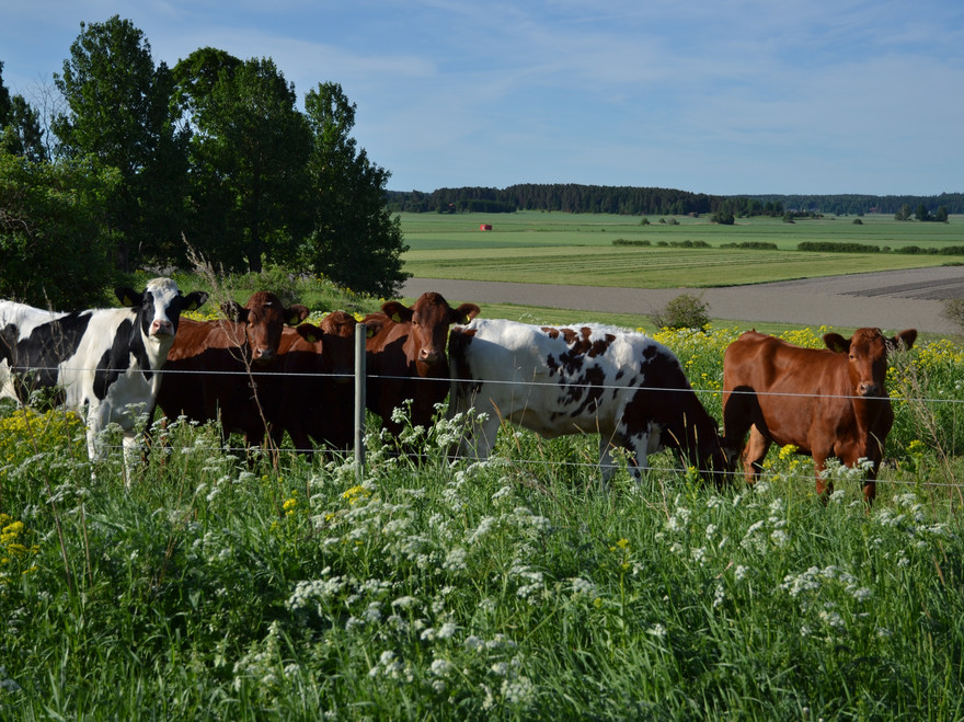 Calves on pasture