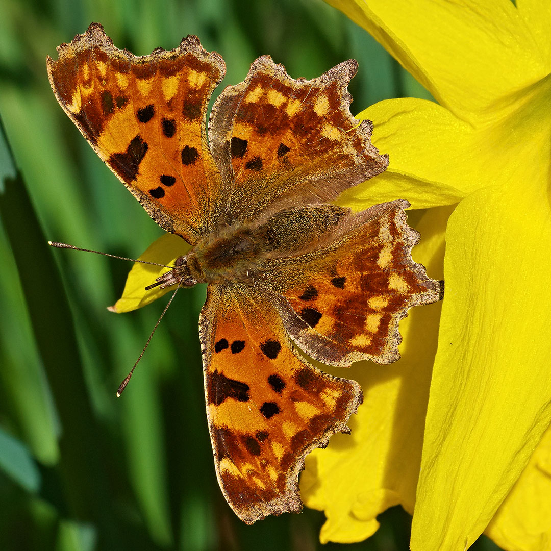 Butterflies evolved from moths about 100 million years ago in