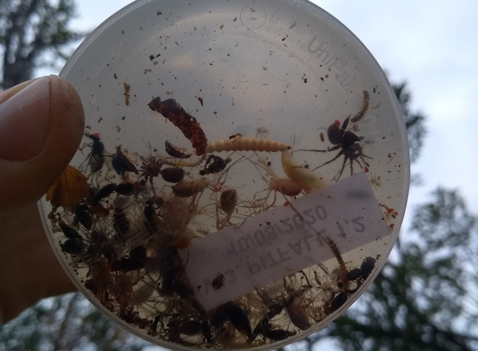 Insekter och andra småkryp i en plastburk.