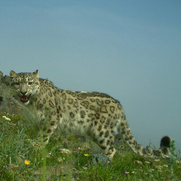 Protected Areas Are Too Small for Snow Leopards | Externwebben