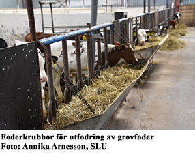Foto: Kalvar står i krubba och äter hö