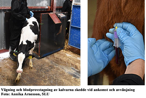 Foto: Kalv går ut ur en liten undersökningsbox, samt en bild på en hand som håller ett taget blodprov