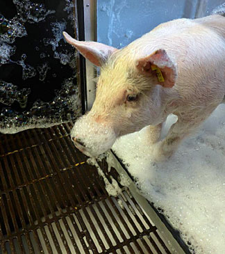 Photo of pig with foam around the snout.