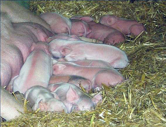 Photo: Sow with piglets
