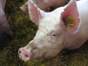 Close up of a sow. Photo.